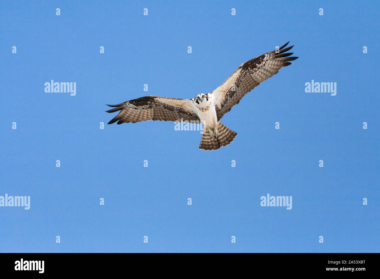 Un osprey svetta overhead contro un cielo blu mentre è in corso la ricerca di un pasto. Foto Stock