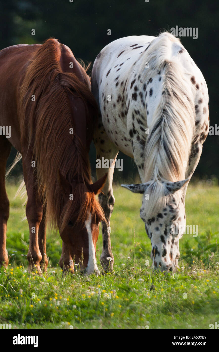 Due cavalli pascolano in erba di prato in Cades Cove, Great Smoky Mountains National Park. Foto Stock