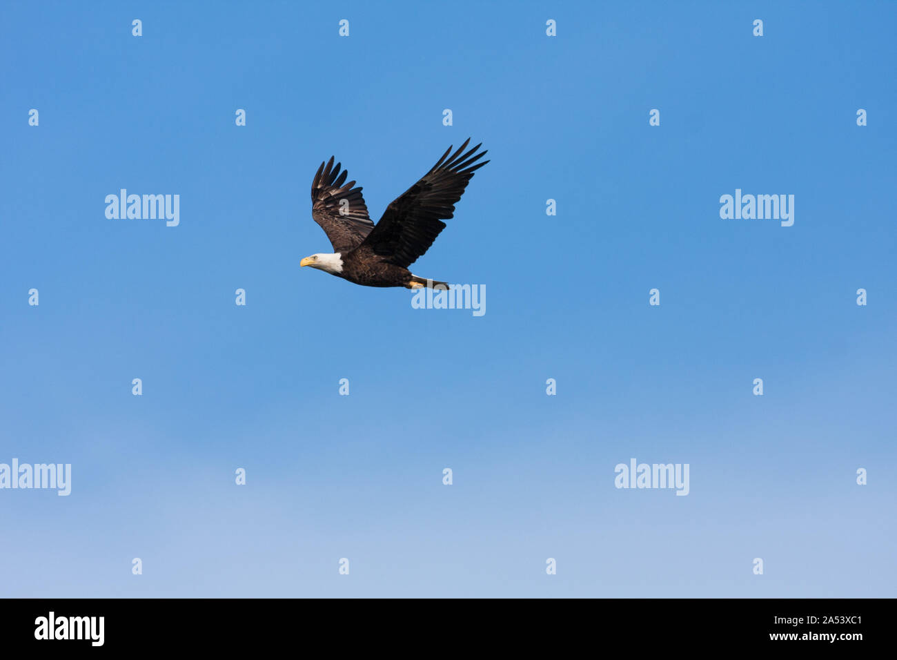 Aquila calva battenti da contro un cielo blu. Foto Stock