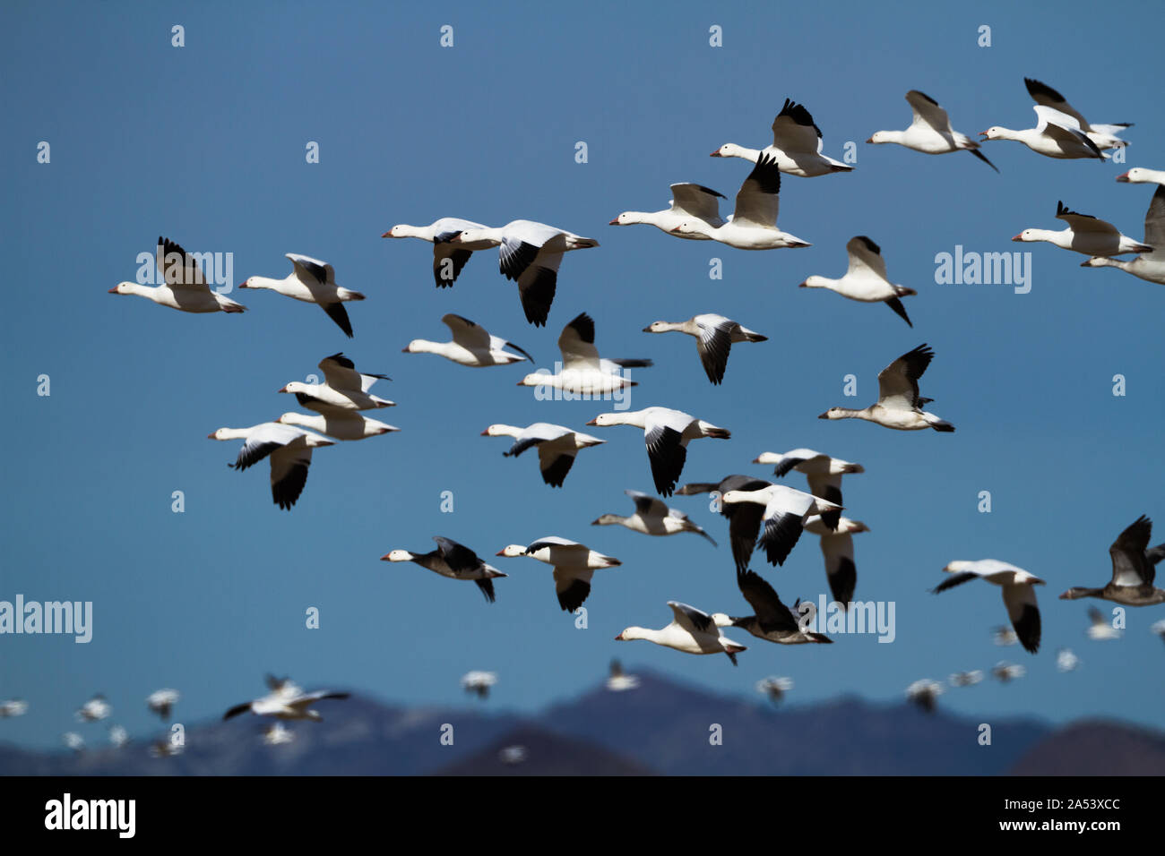 Un gregge di migrare le oche delle nevi riempire i cieli blu del Nuovo Messico. Foto Stock
