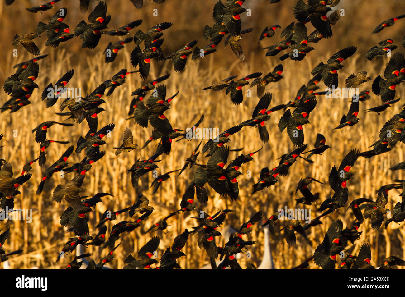Un grande gregge di rosso-winged merli in volo. Foto Stock