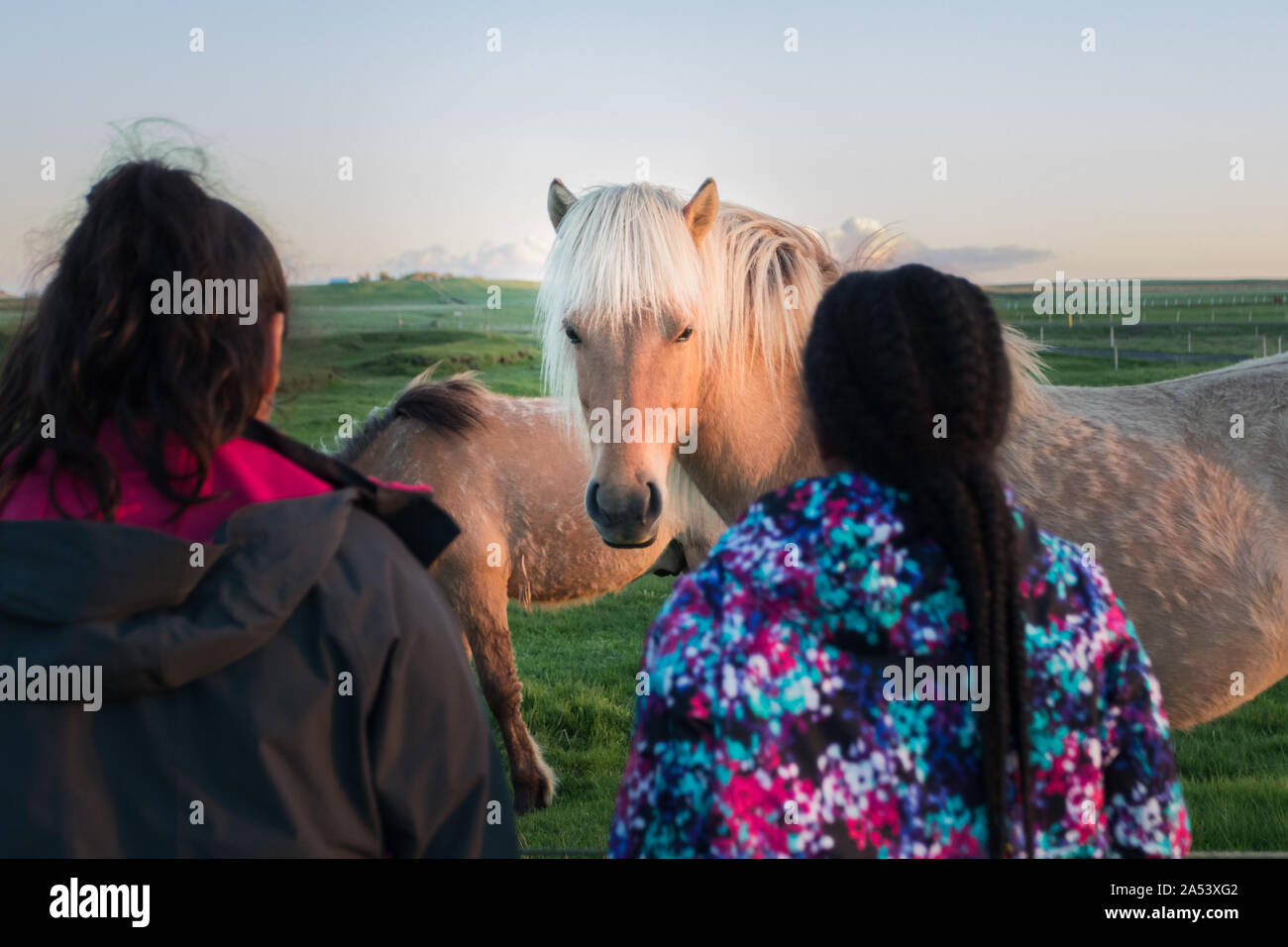 Due giovani ragazze di minoranza guarda un pony islandese in un pascolo. Foto Stock