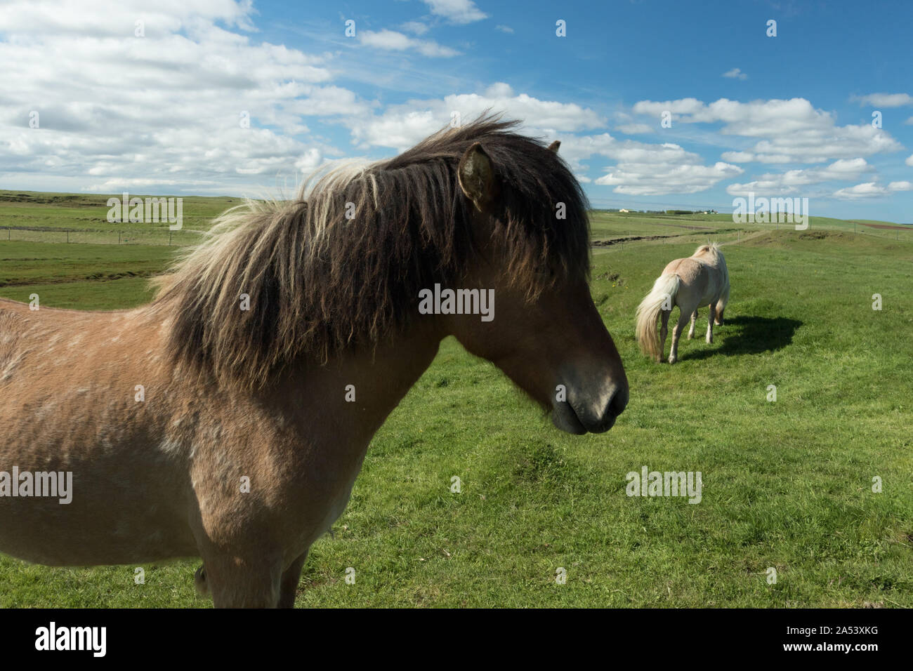 Il profilo laterale di un pony islandese in un verde pascolo in una luminosa giornata di sole. Foto Stock