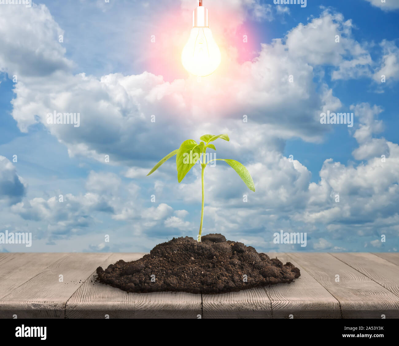 Piccolo mucchio di terreno con impianto posa su pavimento di legno sotto la luce ardente la lampadina Foto Stock