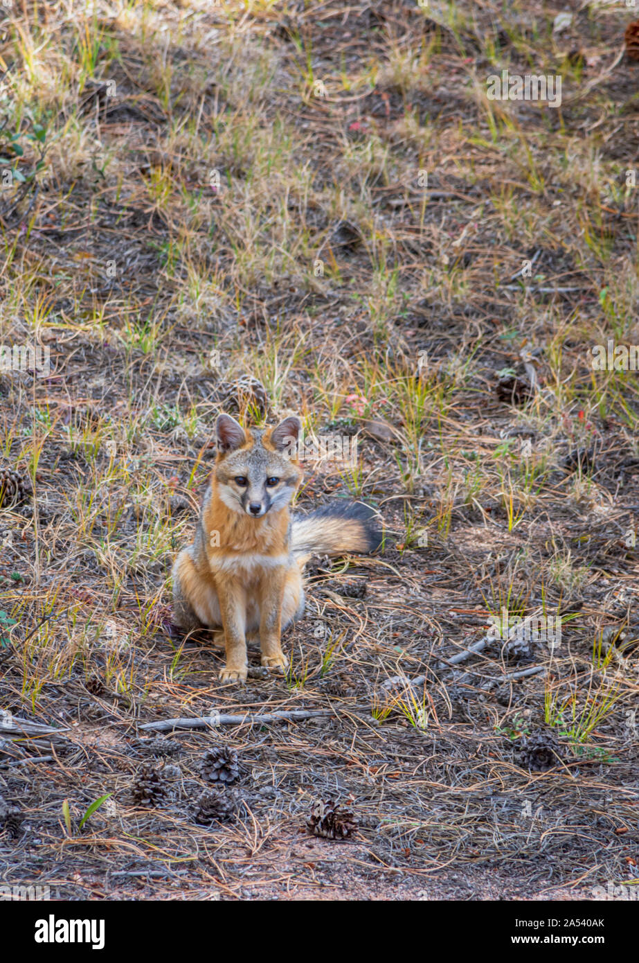 Young Grey Fox o Grey Fox (Urocyon cinereoargenteus) fotografo di occhi nella Pike National Forest Colorado US. Foto scattata nel mese di ottobre. Foto Stock