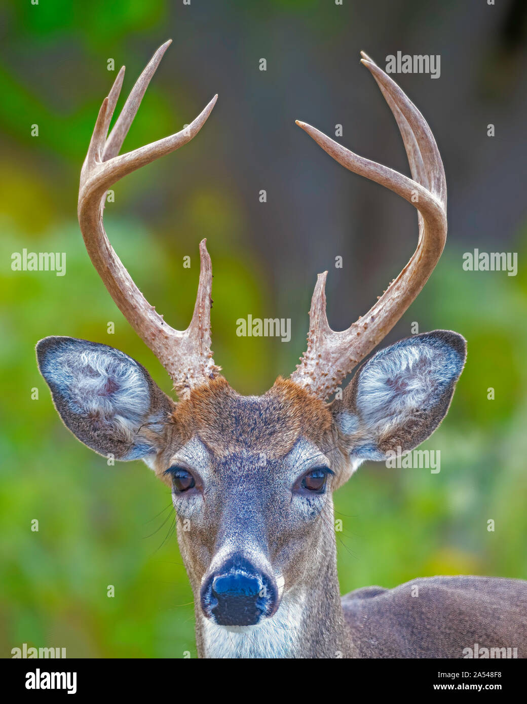 DoBuck/cervi nel selvaggio a St. Andrews State Park, Panama City, Florida, Stati Uniti d'America. Nikon D850 a 500mm Foto Stock