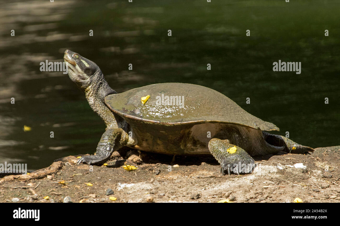 Krefft acqua dolce la tartaruga, Emydura krefftii, nel selvaggio sulla banca del lago nel Queensland Australia Foto Stock