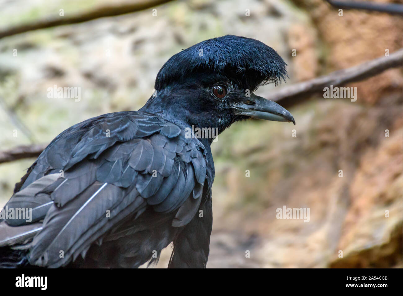 A lungo wattled umbrellabird (Cephalopterus penduliger) profilo di close-up Foto Stock