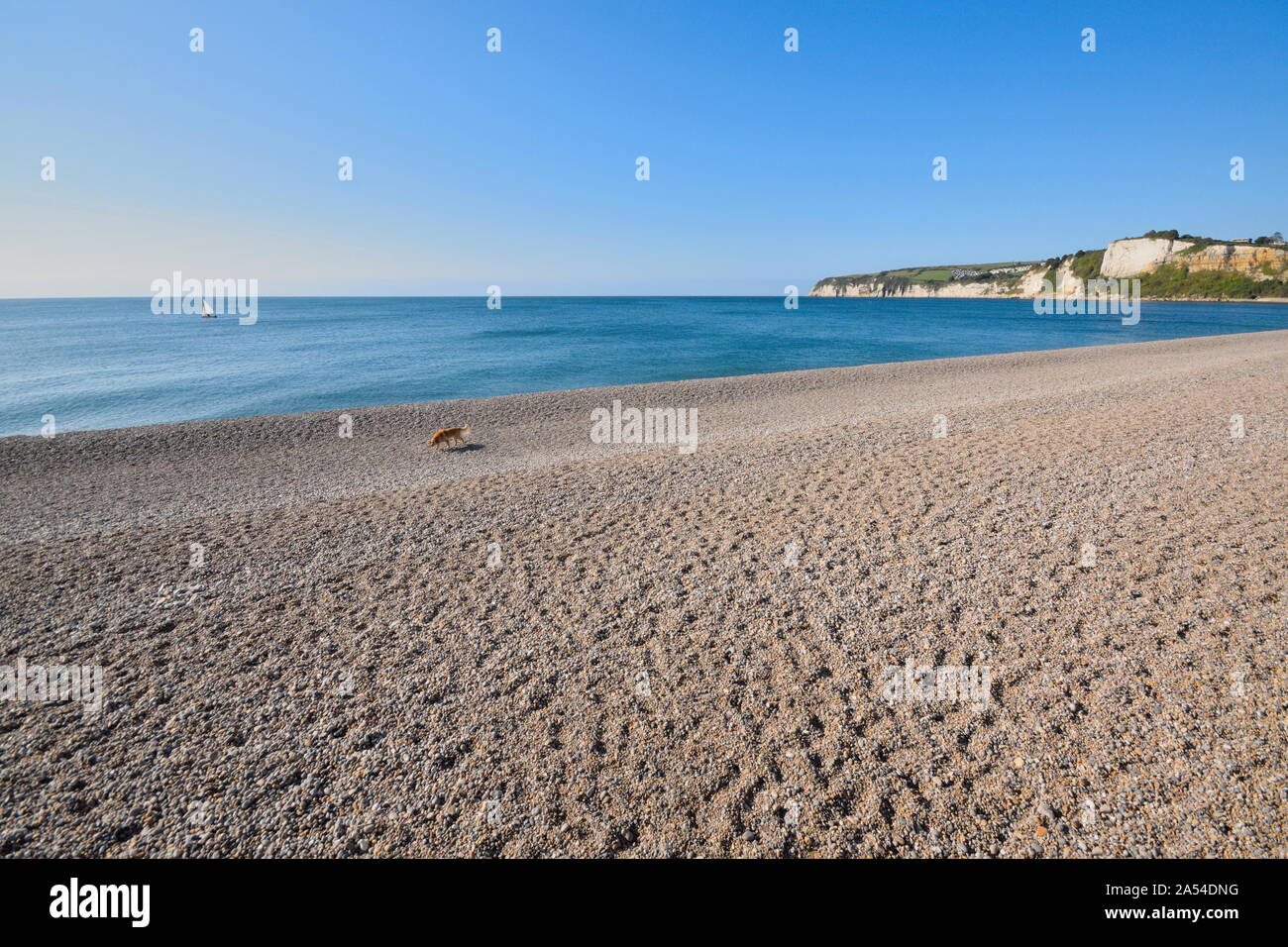 Spiaggia di ciottoli su Jurassic Coast nella città di Seaton, Devon con testa di birra in background Foto Stock