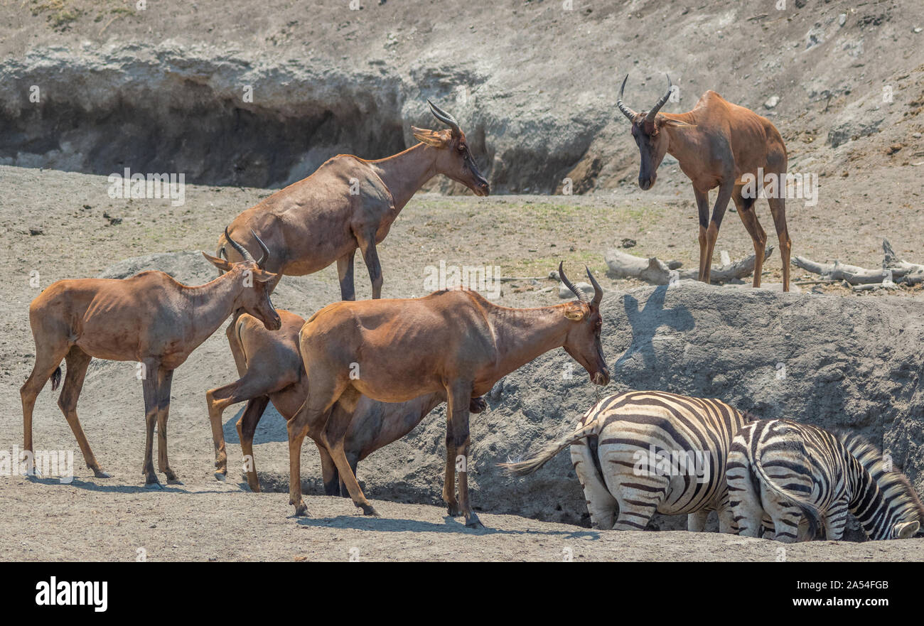 Tsessebe attendono il loro turno di bere in corrispondenza di un restringimento di foro di acqua in una regione asciutta del Parco Nazionale di Kruger in Sud Africa immagine in formato orizzontale Foto Stock