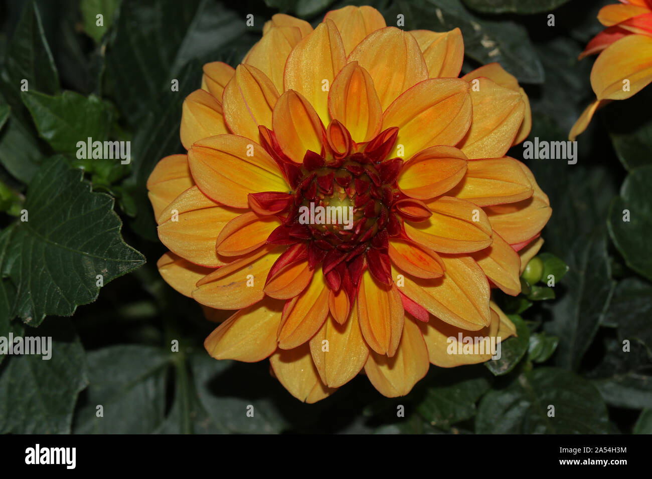 Arancio o oro Fiore Dahlia vicino fino in fiore in tarda estate in Italia nelle prime ore del mattino Foto Stock