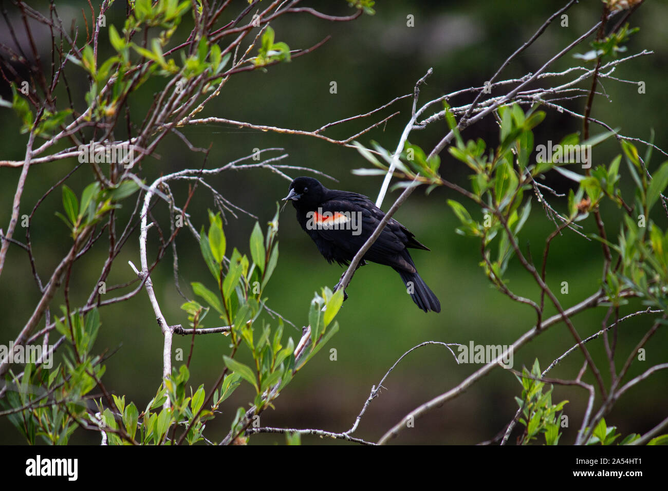 Un Rosso Winged Black Bird la raccolta di materiale di nidificazione vicino al Parco Nazionale di Banff Foto Stock