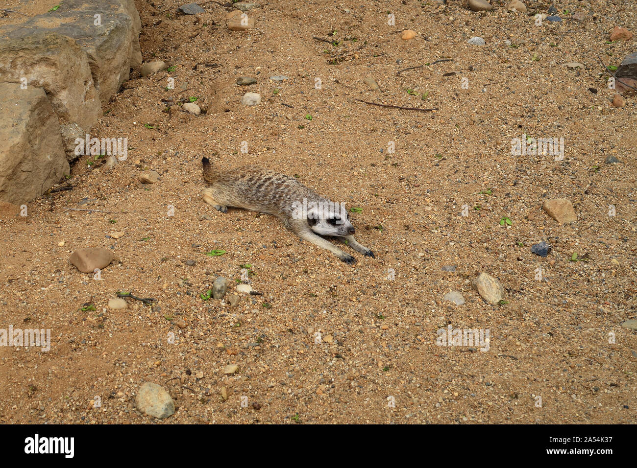 Un piccolo Meerkat strisciare nella sabbia Foto Stock