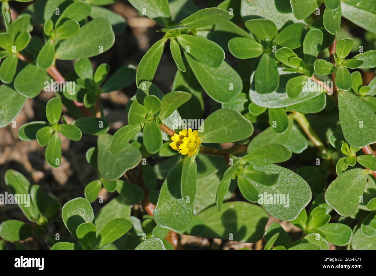 Portulaca flower un parente stretto di purslane comune chiamato anche pursley, verdolaga, rosso o radice latina pigweed Portulaca oleracea vegetale commestibile Foto Stock