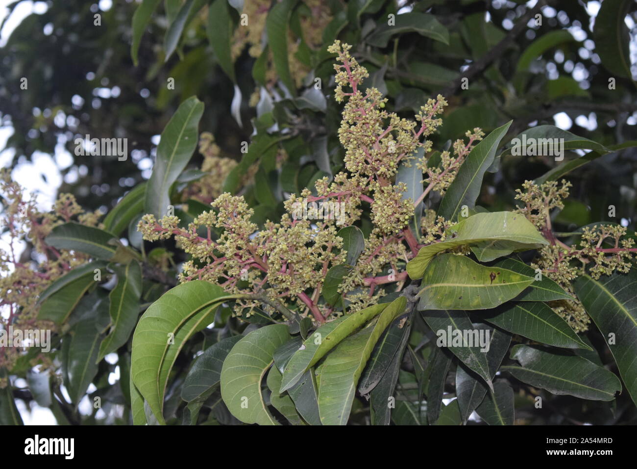 Fiore di mango tree frutta di piante natura Foto Stock