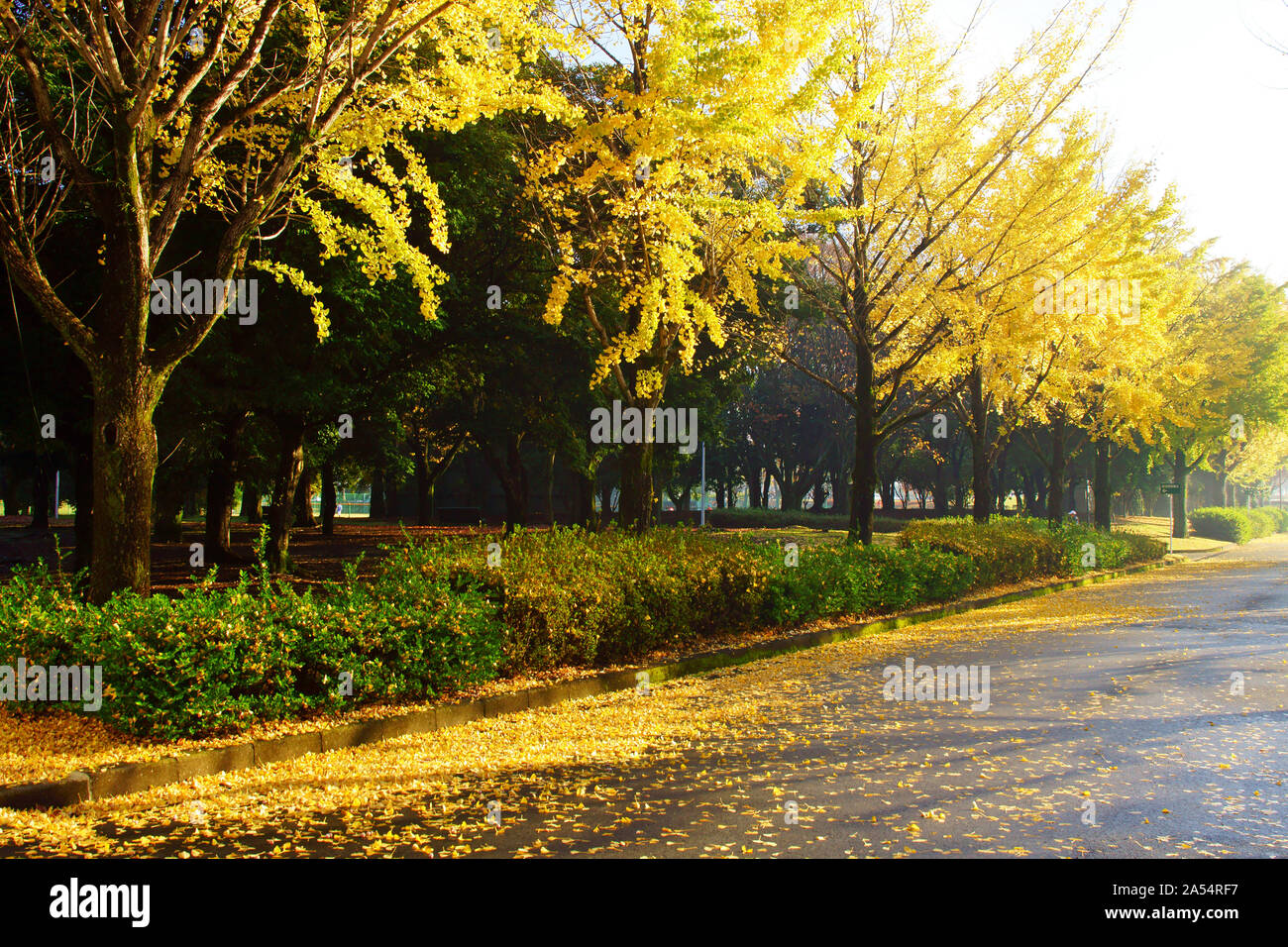 Kumamoto Athletic Park, autunno Foto Stock