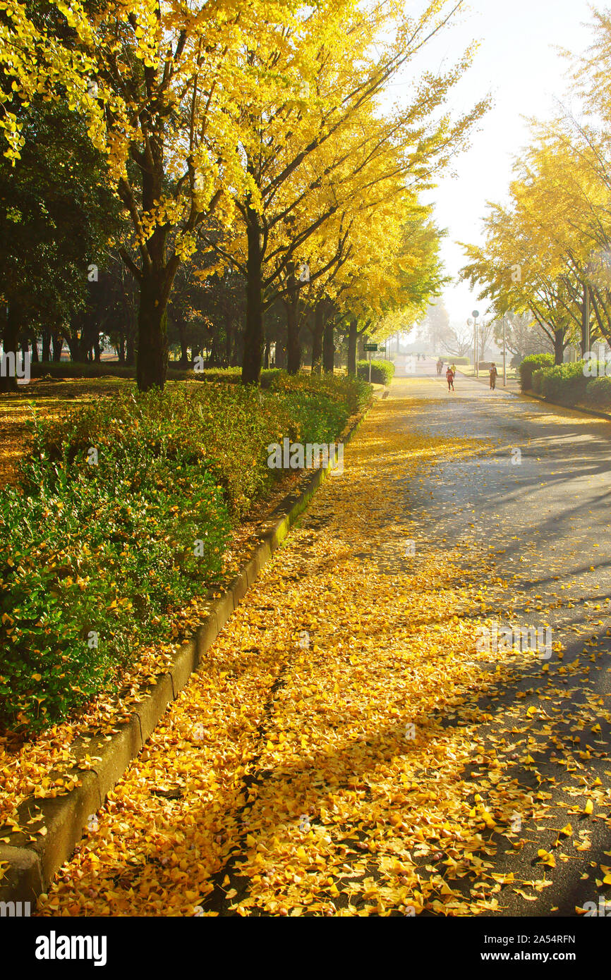 Kumamoto Athletic Park, autunno Foto Stock