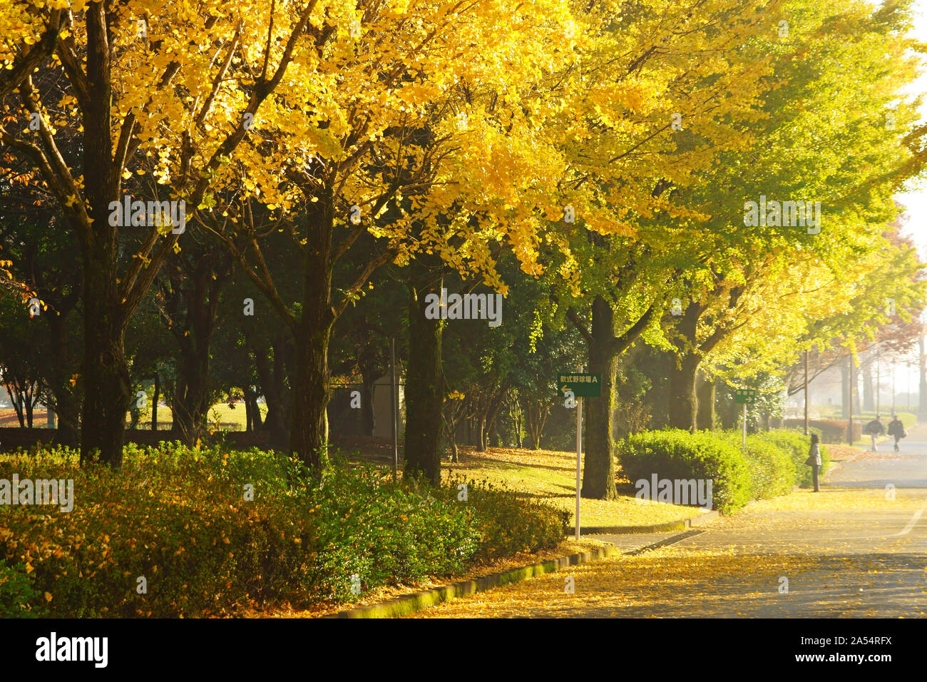 Kumamoto Athletic Park, autunno Foto Stock
