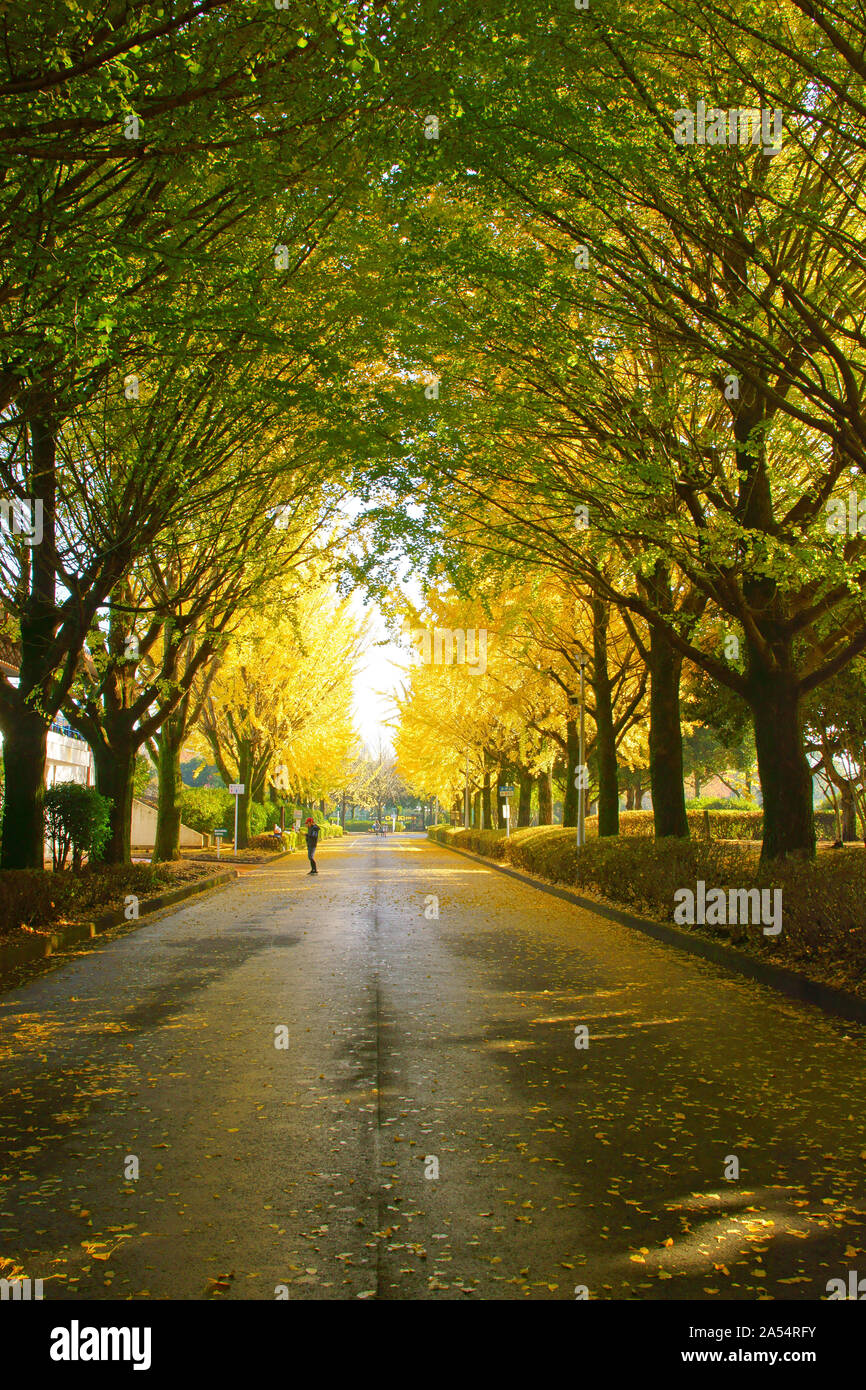 Kumamoto Athletic Park, autunno Foto Stock