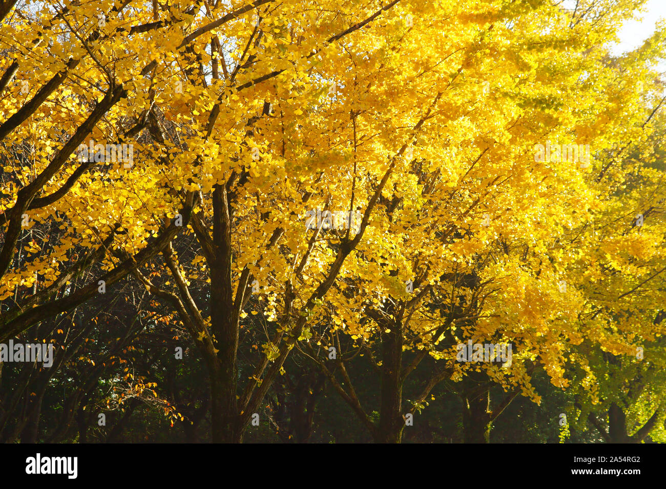 Kumamoto Athletic Park, autunno Foto Stock