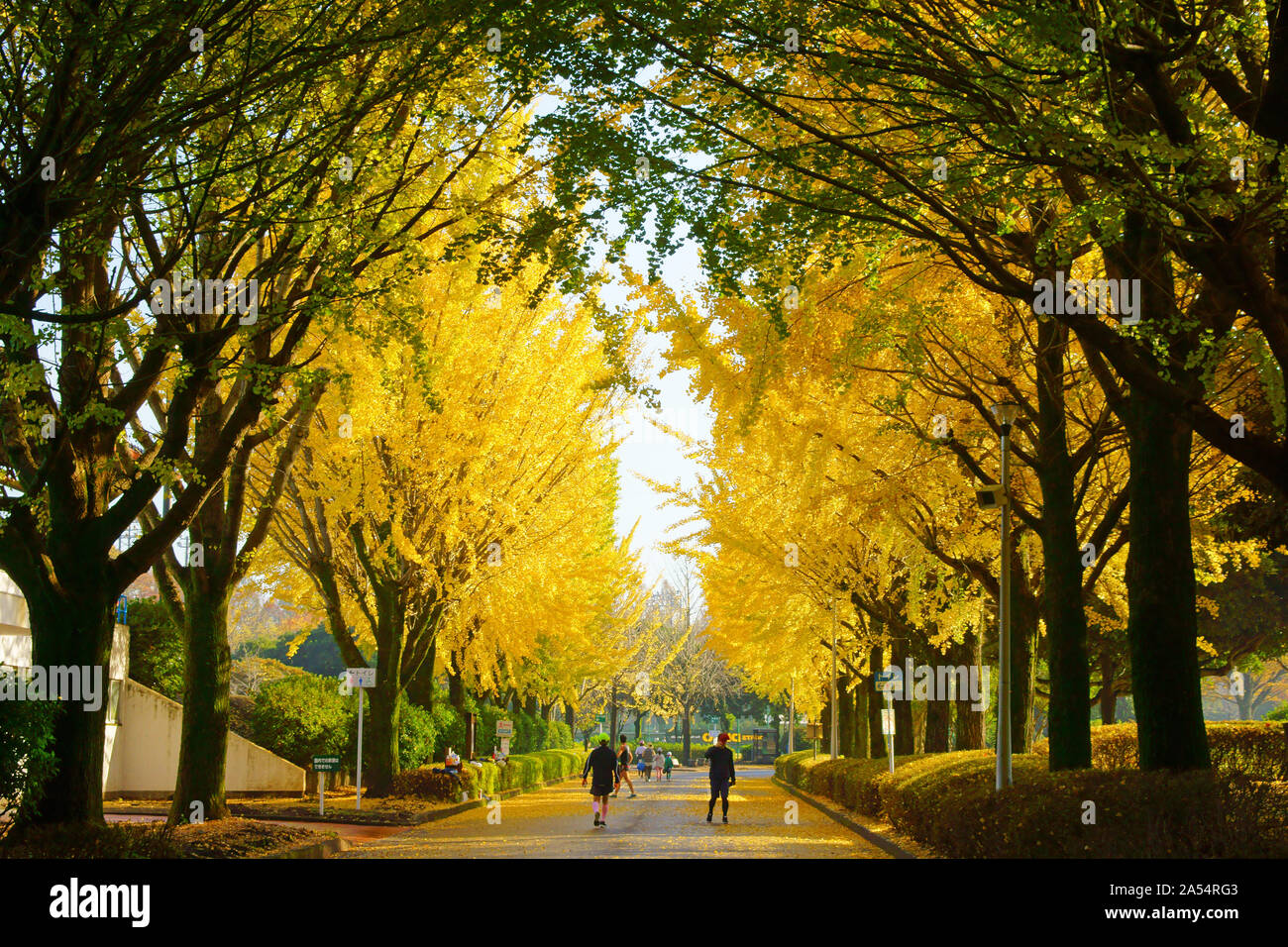Kumamoto Athletic Park, autunno Foto Stock