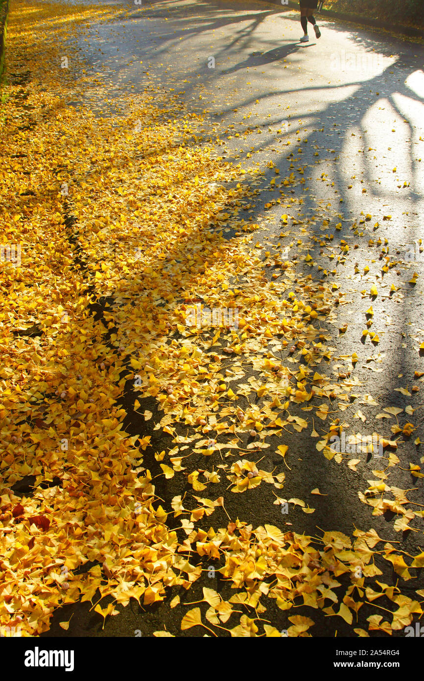 Kumamoto Athletic Park, autunno Foto Stock