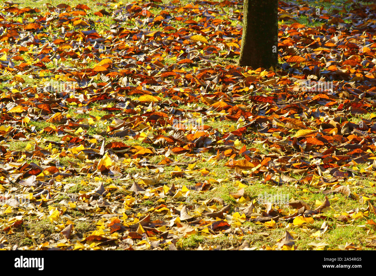Kumamoto Athletic Park, autunno Foto Stock