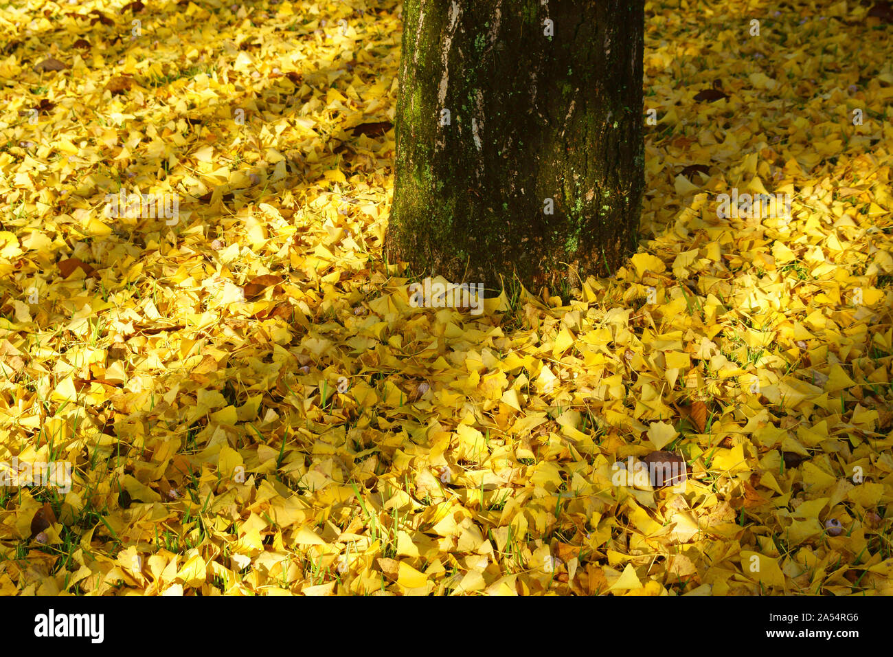 Kumamoto Athletic Park, autunno Foto Stock