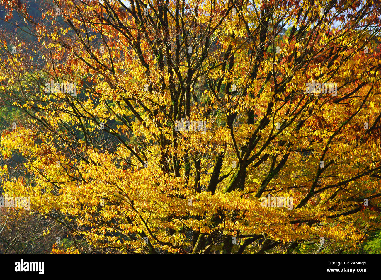 Kumamoto Athletic Park, autunno Foto Stock