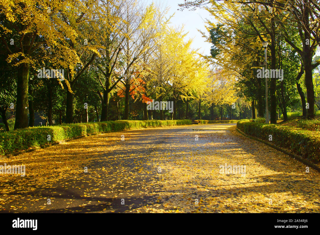 Kumamoto Athletic Park, autunno Foto Stock