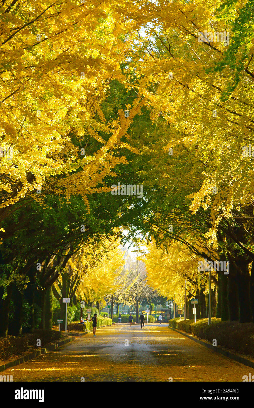 Kumamoto Athletic Park, autunno Foto Stock