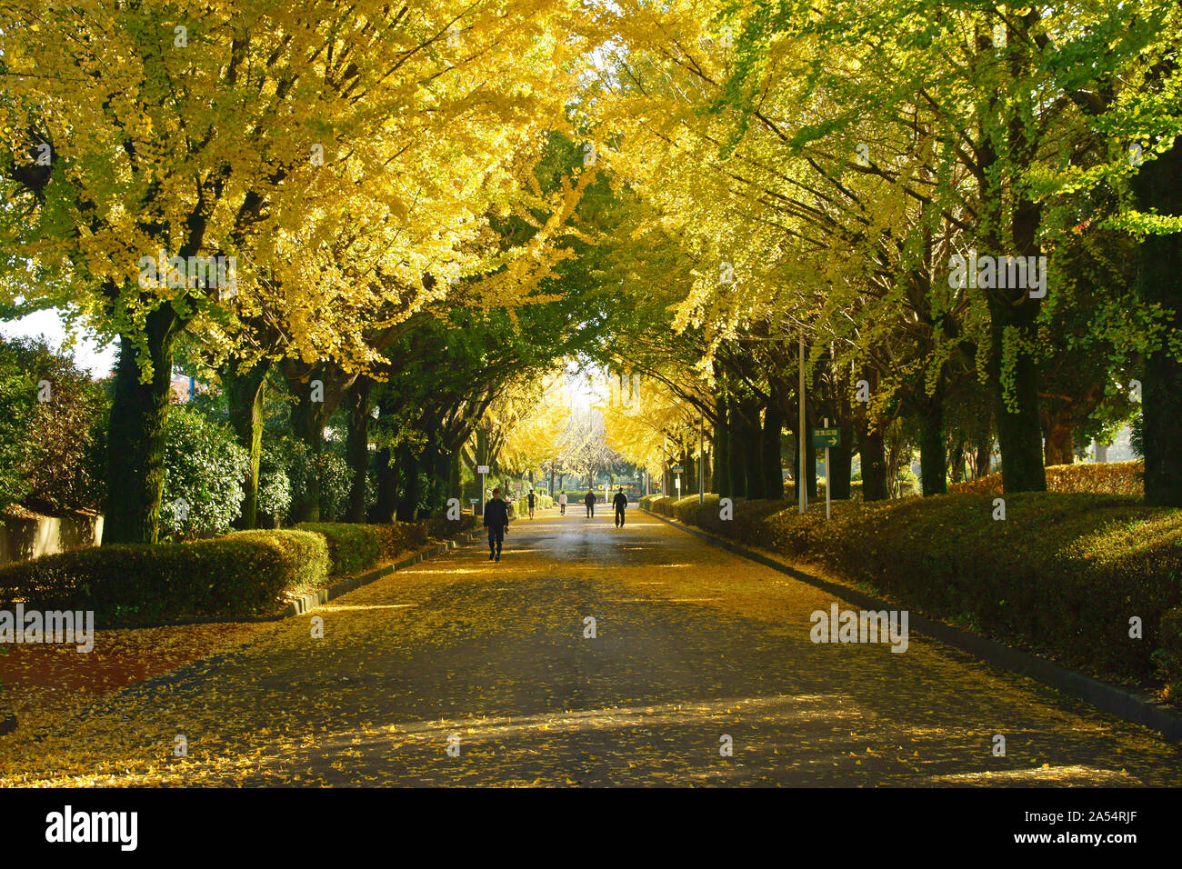 Kumamoto Athletic Park, autunno Foto Stock