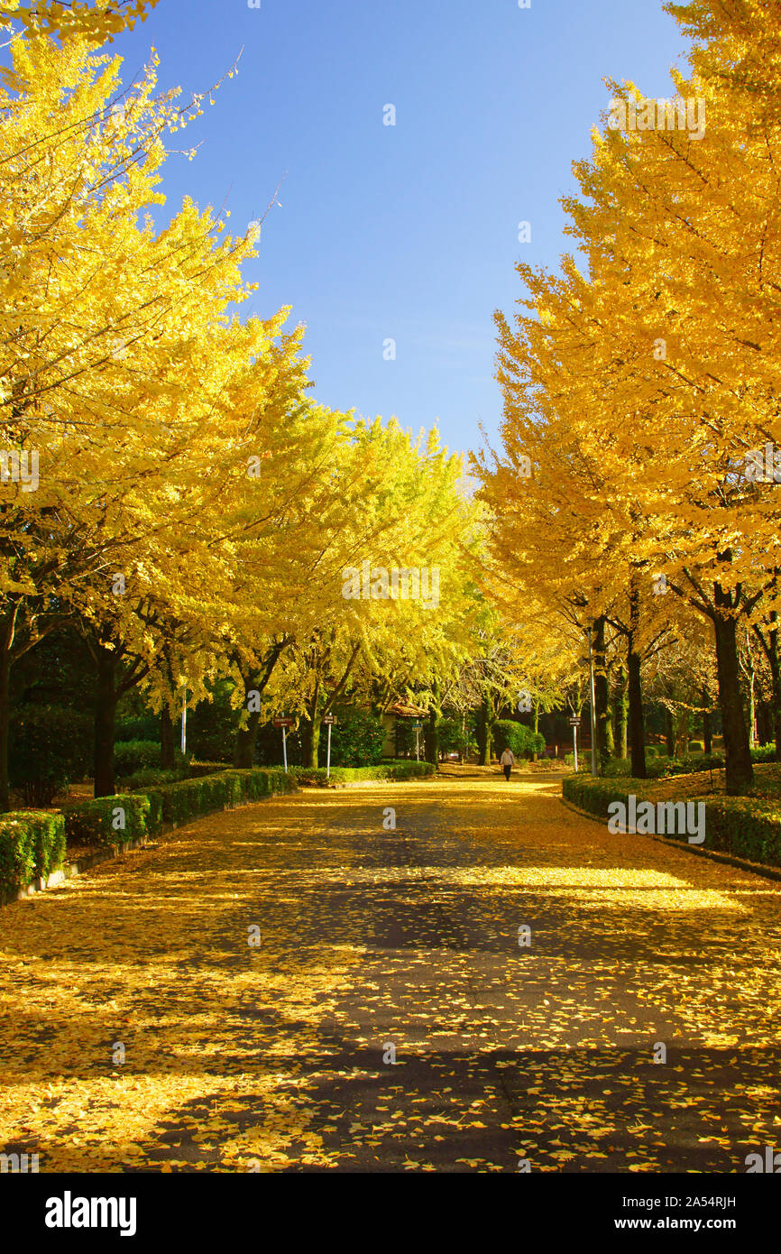 Kumamoto Athletic Park, autunno Foto Stock