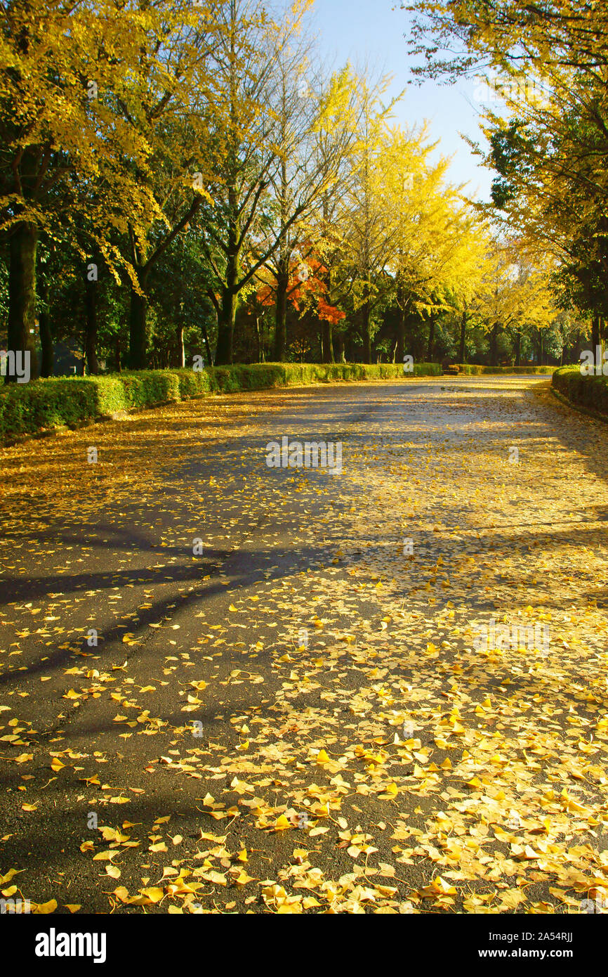 Kumamoto Athletic Park, autunno Foto Stock
