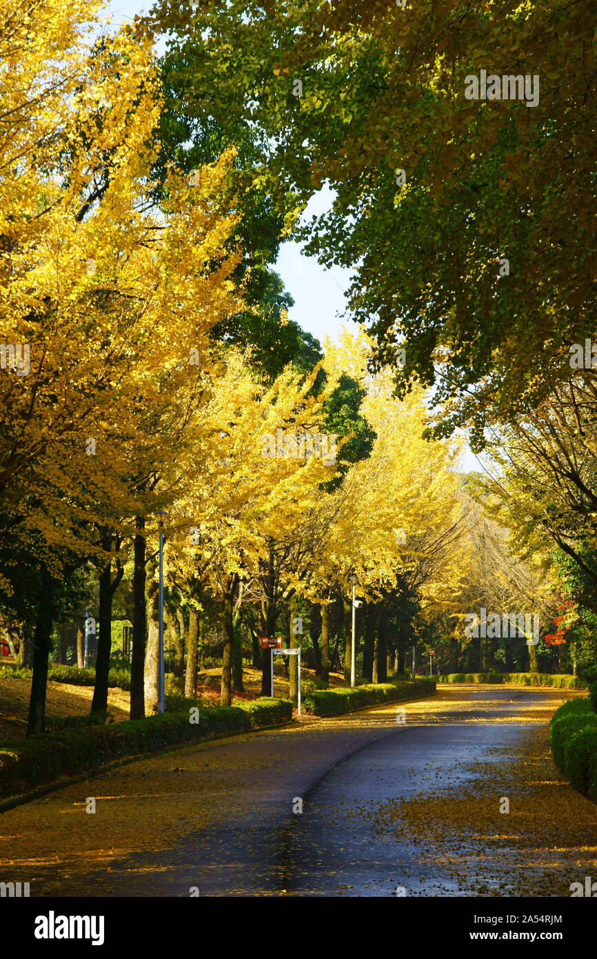Kumamoto Athletic Park, autunno Foto Stock