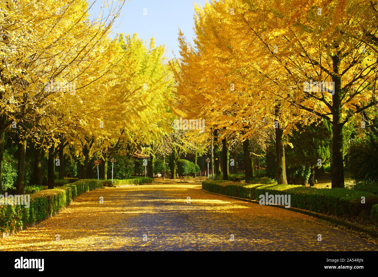 Kumamoto Athletic Park, autunno Foto Stock