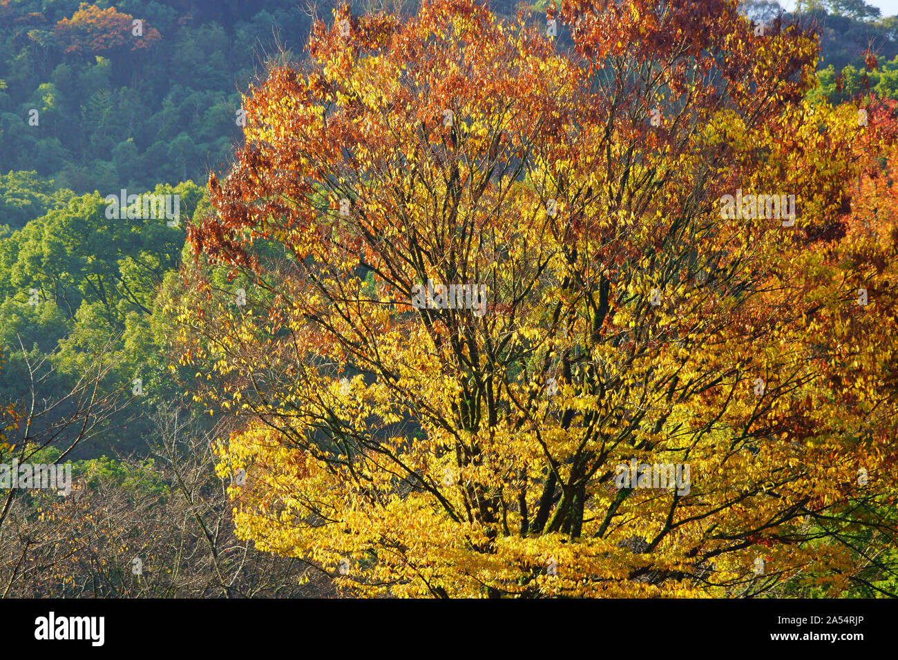 Kumamoto Athletic Park, autunno Foto Stock
