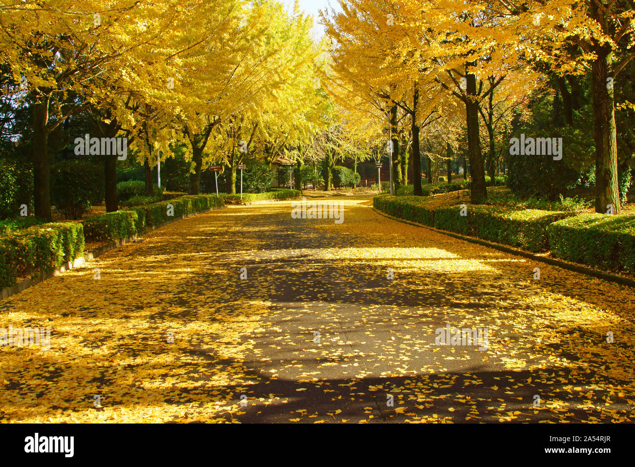 Kumamoto Athletic Park, autunno Foto Stock