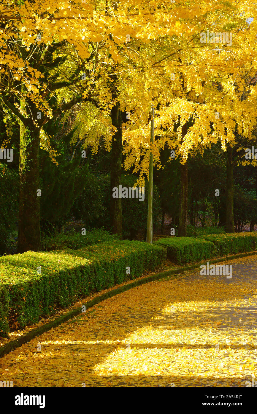 Kumamoto Athletic Park, autunno Foto Stock