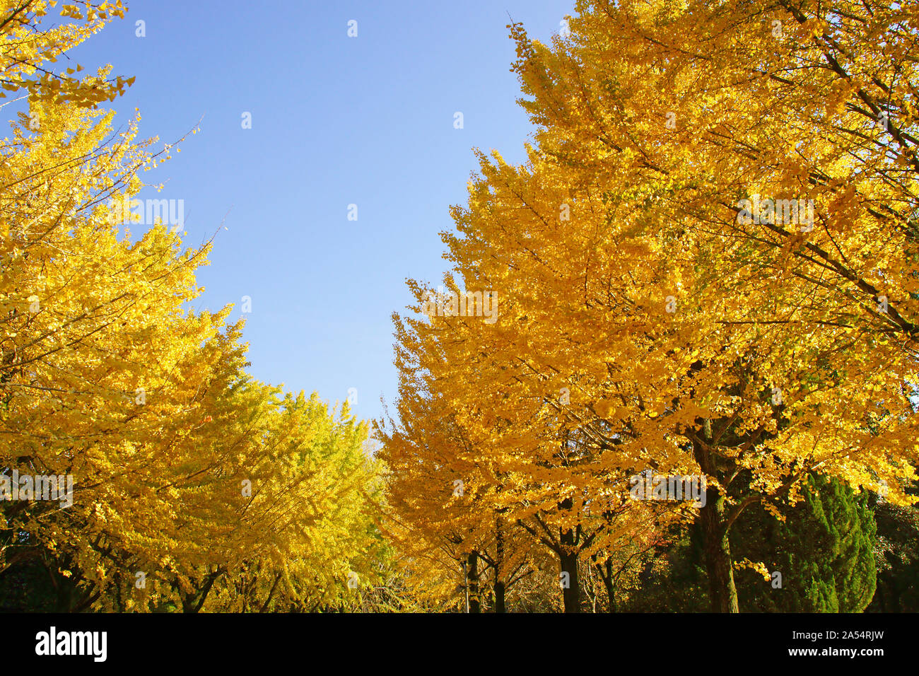 Kumamoto Athletic Park, autunno Foto Stock