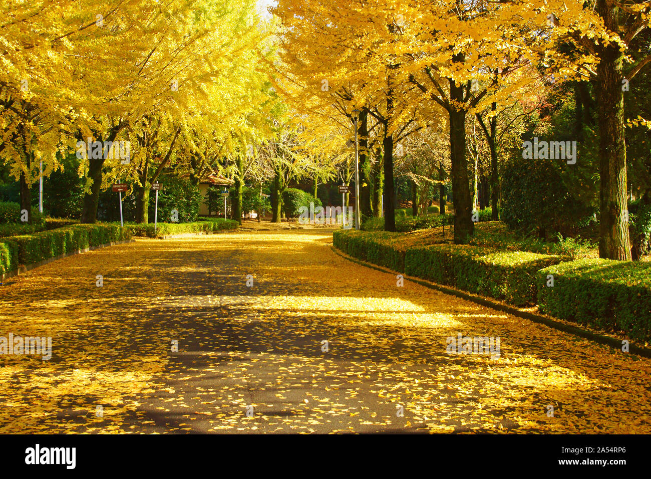 Kumamoto Athletic Park, autunno Foto Stock