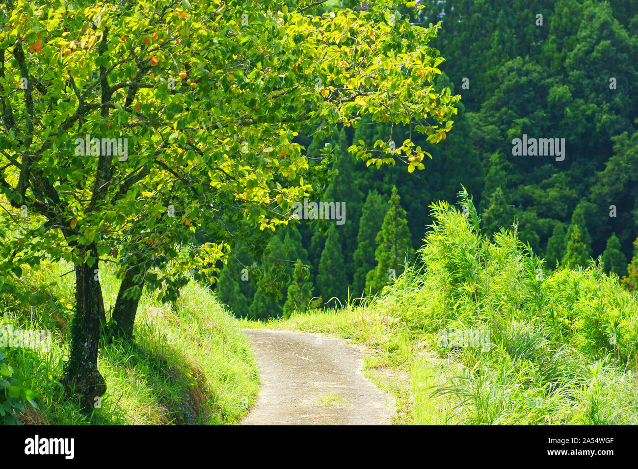 Strada di campagna Foto Stock