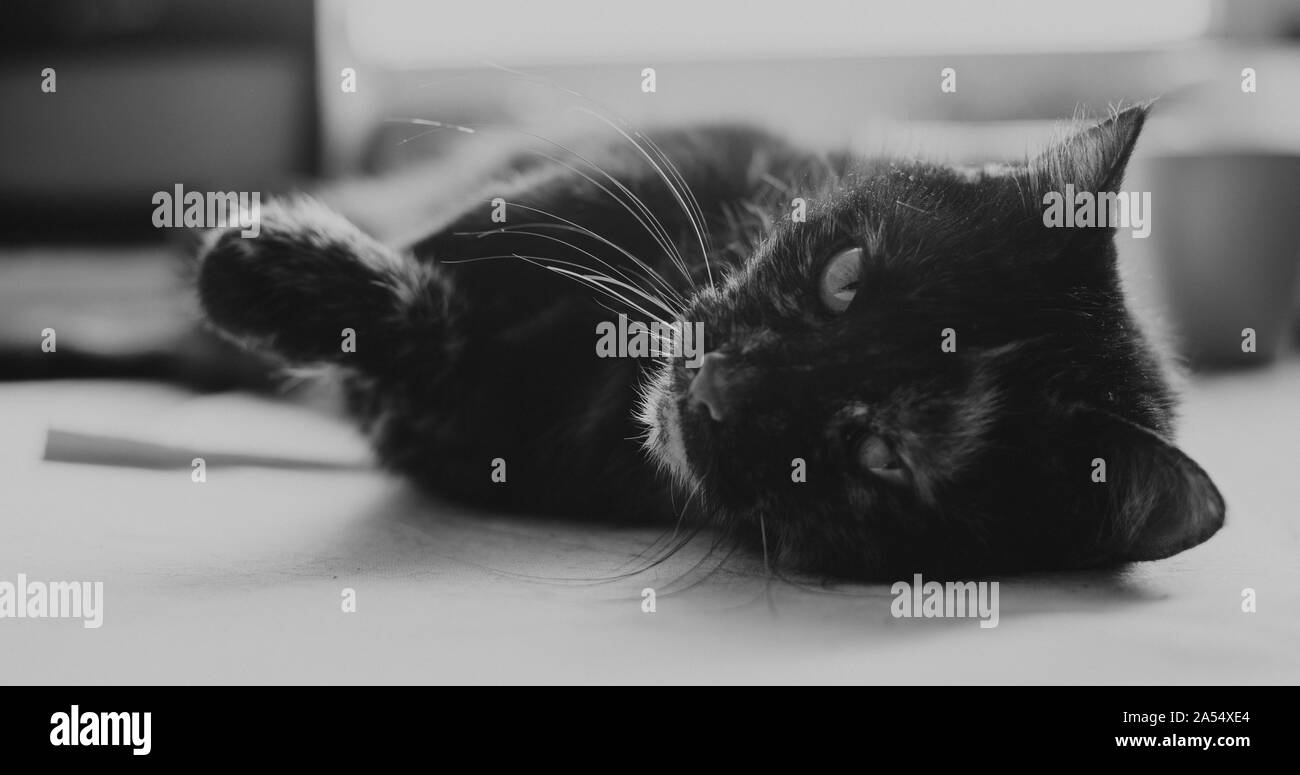 Il vecchio gatto sul tavolo, in bianco e nero Foto Stock