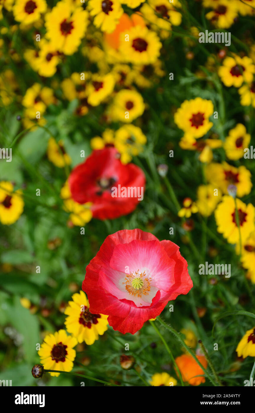 Campo rosso papavero Papaver rhoeas e Coreopsis Grandiflora Helios in prato di fiori selvaggi, Kedleston Hall, Derbyshire, Regno Unito. Foto Stock
