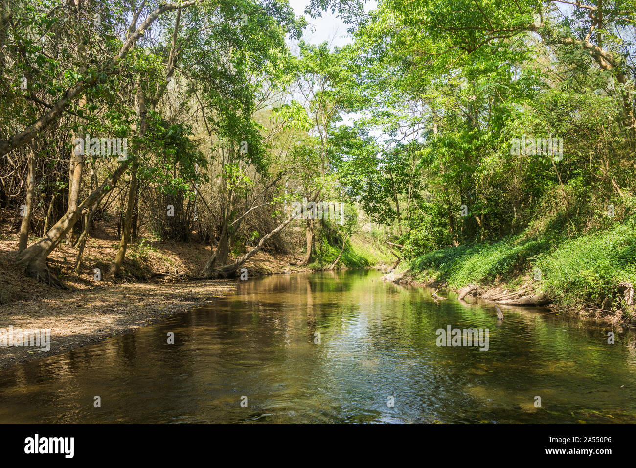 Fiume nella foresta e la luce del sole attraverso foglie ratchaburi thailandia. Foto Stock