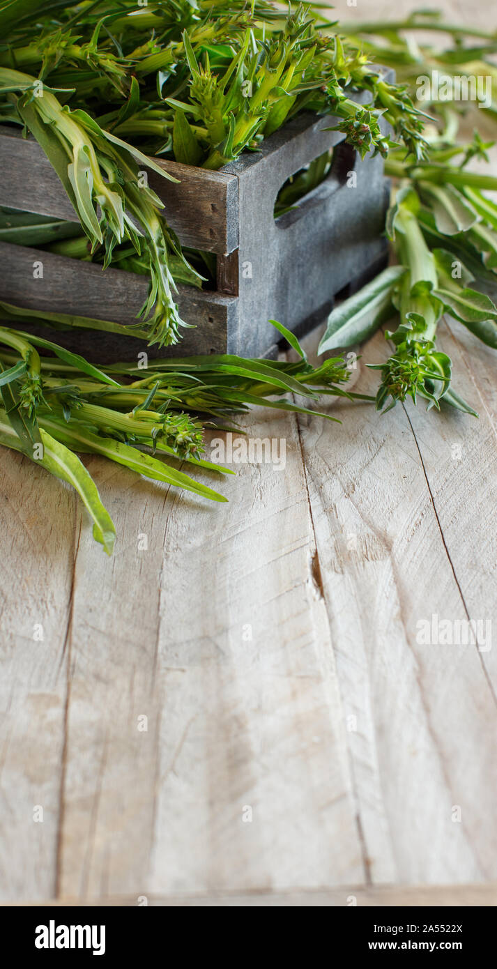 Crudo fresco italiano (cicoria Puntarelle) di un locale mercato degli agricoltori Foto Stock