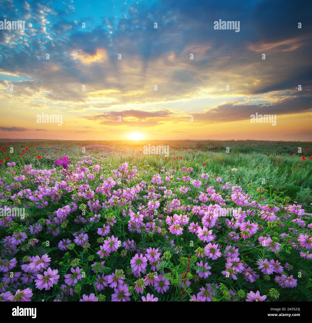 Fiore nel prato. Natura Di Paesaggio composizione. Foto Stock