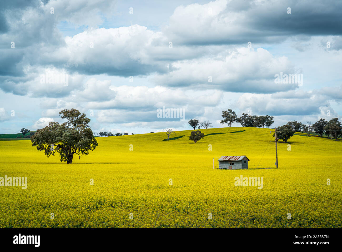 Campo di canola giallo con albero solone e stacco Foto Stock