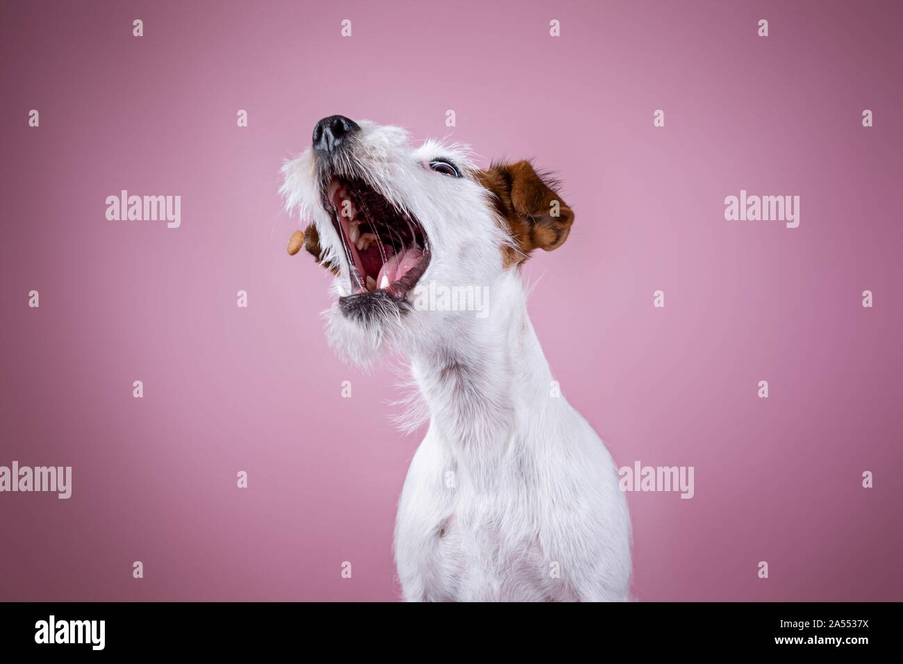 Jack Russell Terrier ritratto Foto Stock