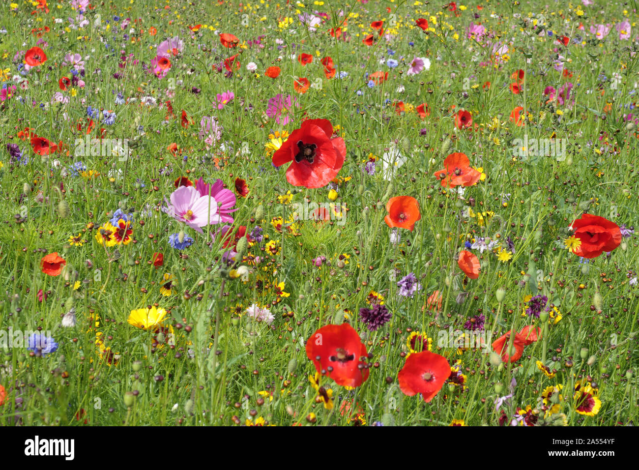 Mix di fiori selvaggi di fiori tra l'erba con rosso papavero comune prevalenti (Papaver rhoeas) Foto Stock